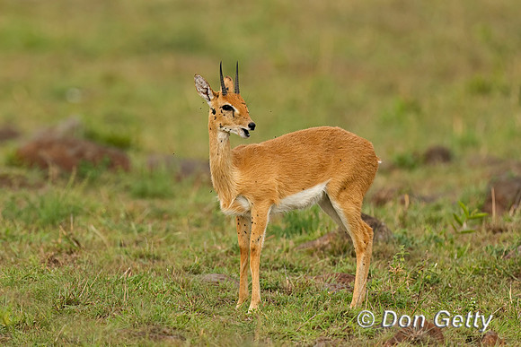 Oribi
