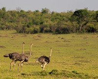 Common Ostrich