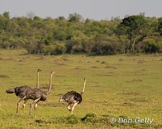 Common Ostrich