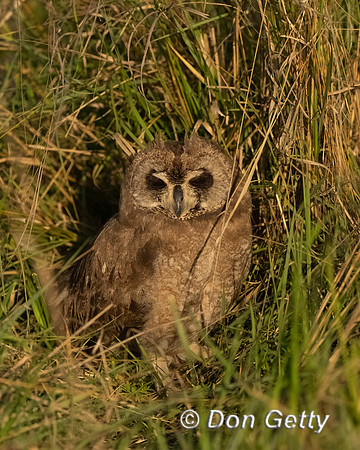 Marsh Owl