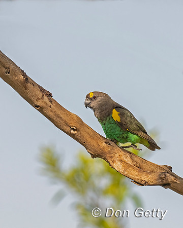 Meyer's Parrot