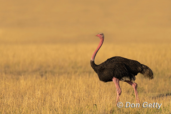 Common Ostrich