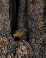 Yellow-billed Oxpecker