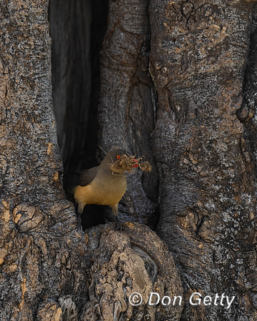 Yellow-billed Oxpecker