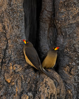 Yellow-billed Oxpecker