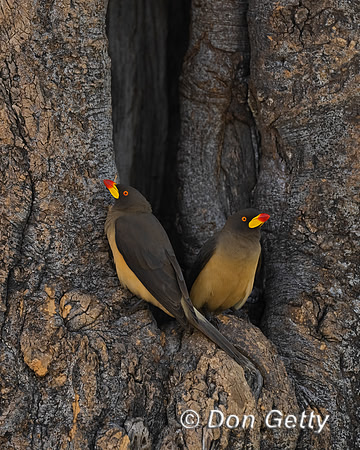 Yellow-billed Oxpecker