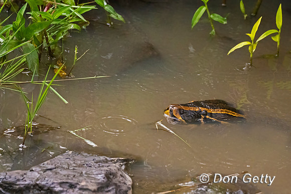 Central African Rock Python