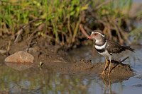 Three-banded Plover