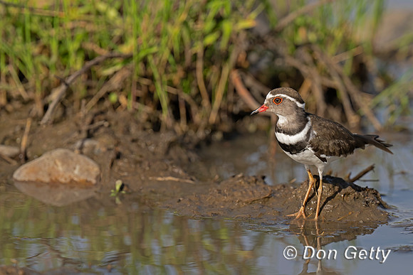 Three-banded Plover