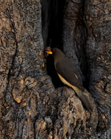 Yellow-billed Oxpecker
