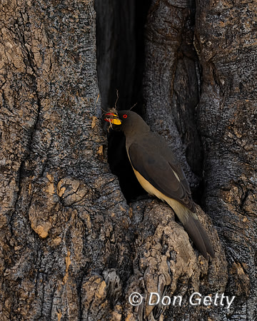 Yellow-billed Oxpecker