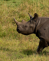Black Rhinoceros