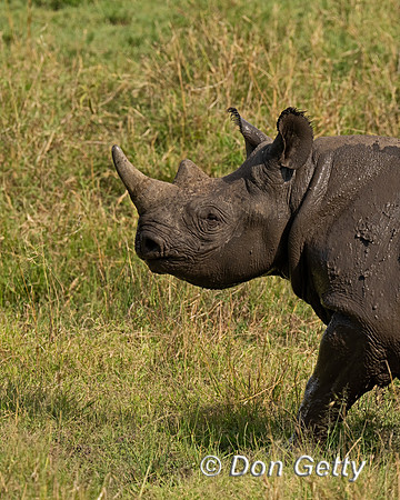 Black Rhinoceros