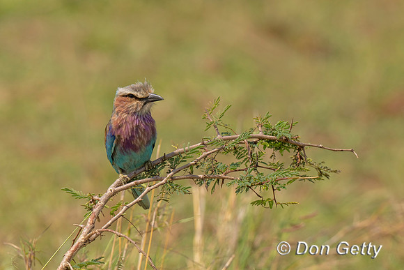Lilac-breasted Roller