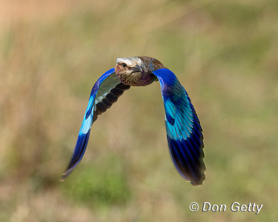 Lilac-breasted Roller