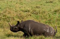 Black Rhinoceros