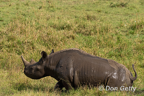 Black Rhinoceros