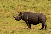 Rhinoceros, Black