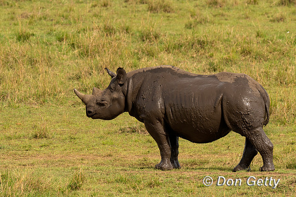 Black Rhinoceros