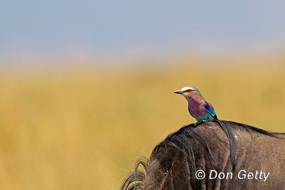Lilac-breasted Roller