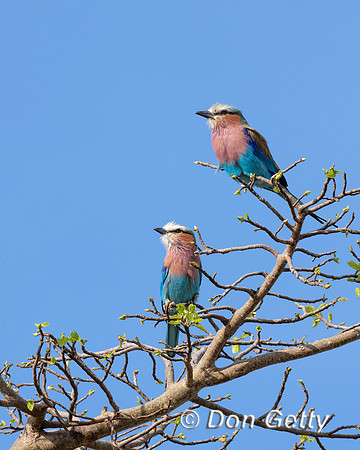 Lilac-breasted Roller