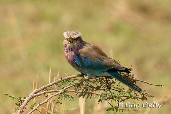Lilac-breasted Roller