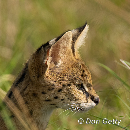 Serval