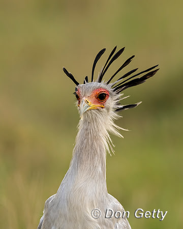 Secretary Bird