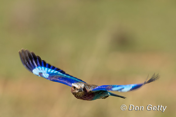 Lilac-breasted Roller