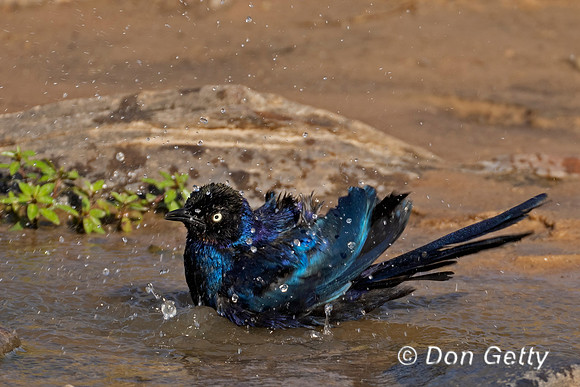 Rüppell's Starling