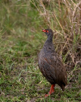 Red-necked Spurfowl