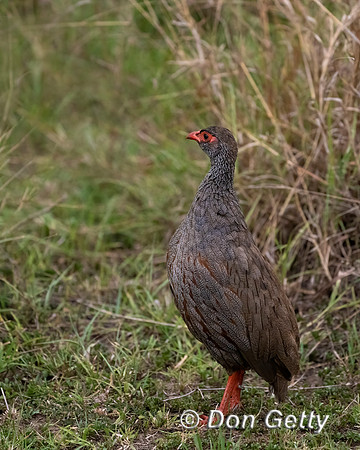 Red-necked Spurfowl