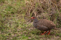 Red-necked Spurfowl