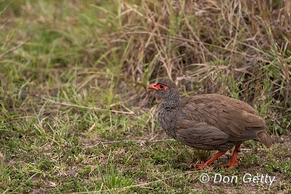 Red-necked Spurfowl