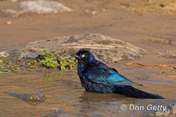 Rüppell's Starling