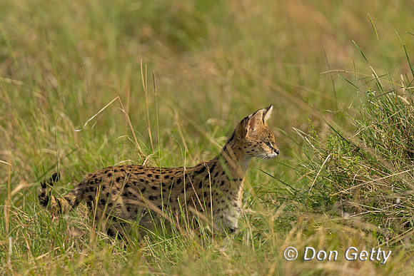 Serval