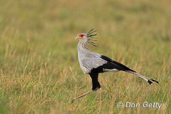 Secretary Bird