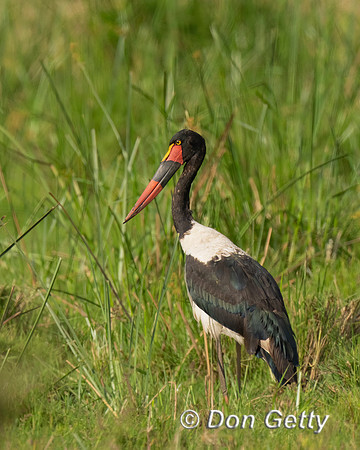 Saddle-billed Stork