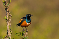 Superb Starling