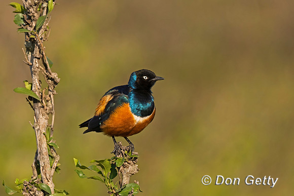 Superb Starling