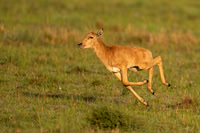 Topi
