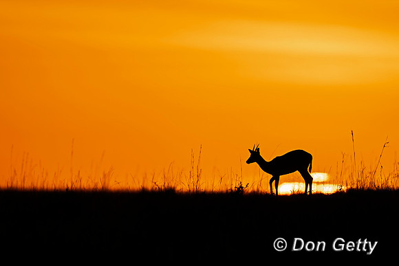 Thomson's Gazelle