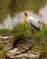 Yellow-billed Stork