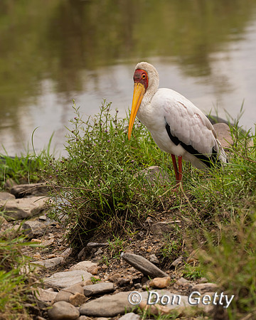 Yellow-billed Stork