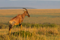 Topi