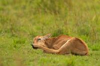 Topi