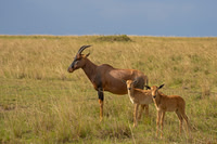 Topi