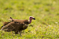 Hooded Vulture