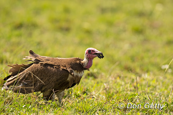 Hooded Vulture
