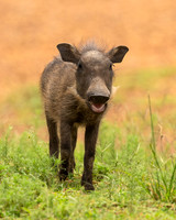 Warthog